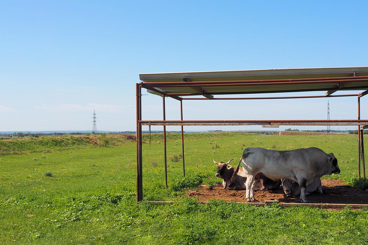 derzeitige Triel-Schutzfläche, die mit ökologischer Trockenrasensamenmischung angelegt wurde und durch Rinder beweidet wird